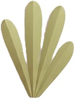 a green plant with a white background 1.jpg